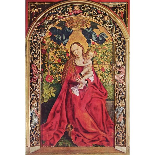 Madonna rose garden 1473 - rose, garden.